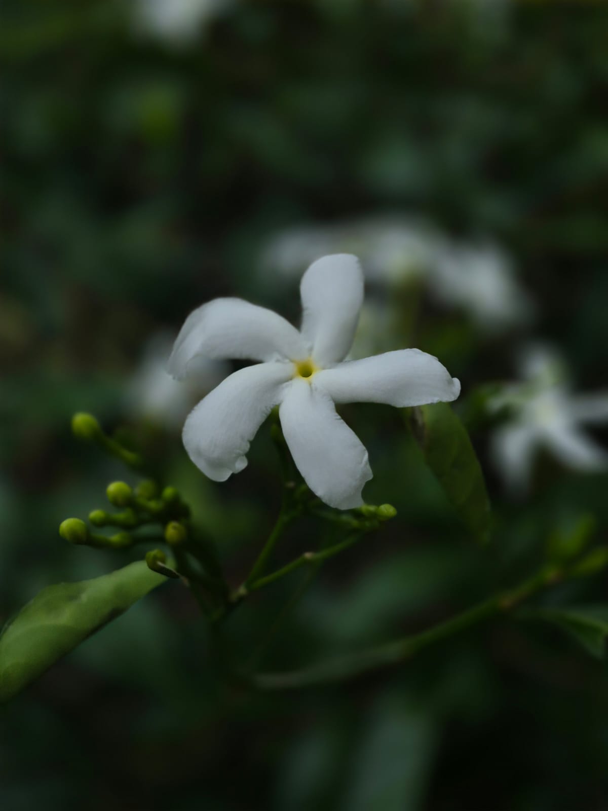 Nature Close-up